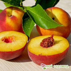 Персик Киевский ранний (-30°)