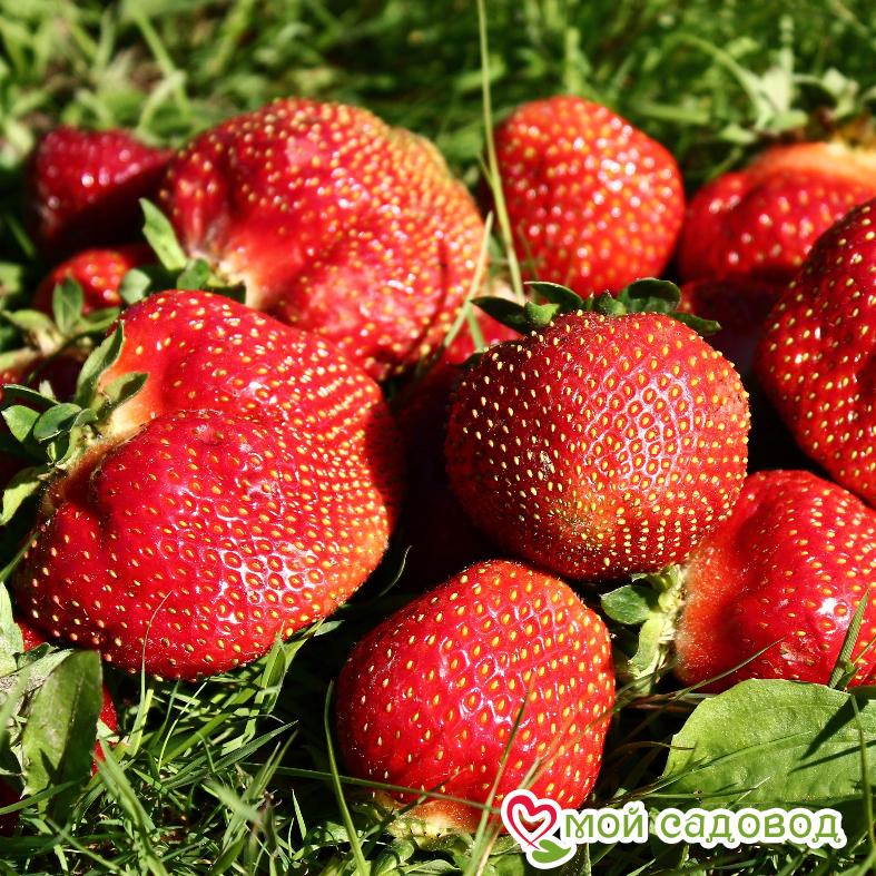 Клубника ремонтантная Королева Елизавета