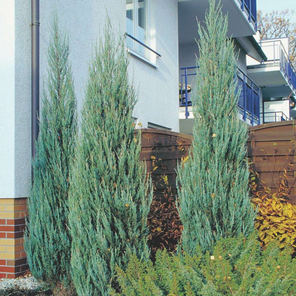 Можжевельник скальный Скайрокет