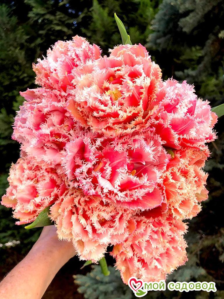 Тюльпан бахромчатый Квинсленд (QUEENSLAND)