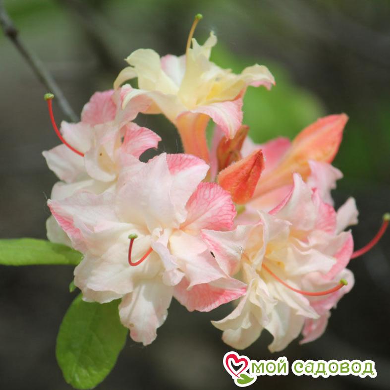 Азалия махровая радуга