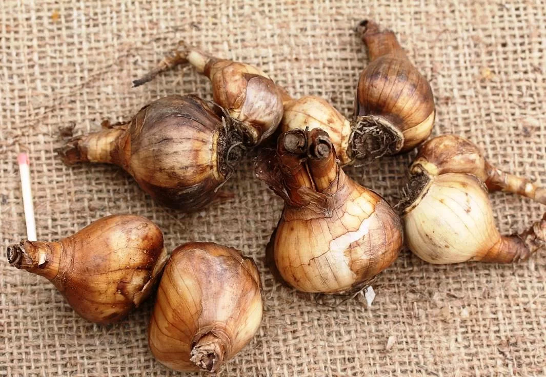 Нарцисс Вельвет